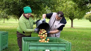 Sozialer Saftladen Gemeinnützige Firma sammelt Fallobst [upl. by Dranyl]