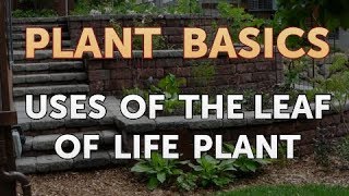 Uses of the Leaf of Life Plant [upl. by Namara]