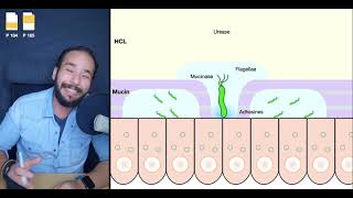 H Pylori  Infection II  Dr Hazem Abo Shousha [upl. by Yelmene]