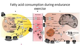 Fatty acid consumption during endurance exercise Code 577 [upl. by Kerby]