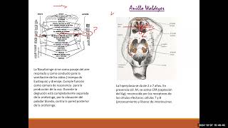 TEORIA 40 PEDIATRIA  INF RESP FARINGOAMIGDALITIS ADENOIDITIS Y OTITIS MEDIA [upl. by Clementi861]