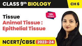 Animal Tissue  Epithelial Tissue  Tissues  Class 9 Biology Chapter 6  202324 [upl. by Halian]