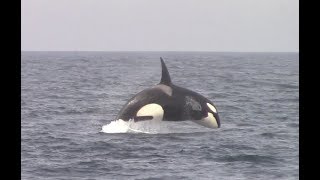 33118 Orca  Killer Whale [upl. by Erna440]