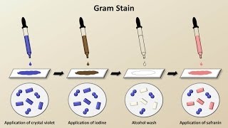 Classification of Bacteria Antibiotics  Lecture 1 [upl. by Ayerim308]