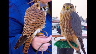 Falconry Kestrels VS Merlins [upl. by Elletnuahs]