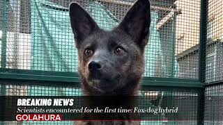 Scientists encountered for the first time Foxdog hybrid [upl. by Rennane]