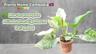 How to propagate a Philodendron Giganteum Variegated🪴🤍💚📸🇰🇭 [upl. by Christianna]