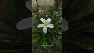 Plumeria Obtusa Egg Plant An Ornamental plant [upl. by Alekahs]