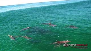 Dolphins in the Surf  Filmed like never before [upl. by Mccreery]