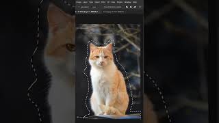 cat cutouts in Photoshop tutorials [upl. by Nnaecarg]