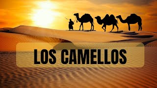 Los Camellos maestros del desierto [upl. by Oicnedurp]