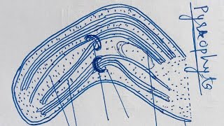 Fine Structure of Algal Plastids  Dr Govind Kumar Barupal [upl. by Adnohsed]