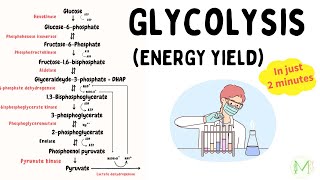 Glycolysis Energy yield  Explained in 2 minutes  Biochemistry  Medinare [upl. by Ariana47]