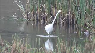 Great Egret  Lochore MCP  Fife  06102024 [upl. by Jorge]