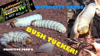 Primitive Technology  PRIMITIVE FOODS  WITCHETTY GRUBS SURVIVOR  Survival skills  bush tucker [upl. by Bullis272]