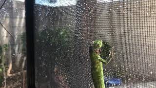 Baby Banana Spinytail Iguana  Ctenosaura pectinata [upl. by Ciro96]