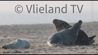 Gevecht Grijze zeehond strand Vlieland [upl. by Lorolla106]