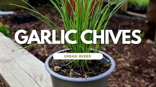 How to Grow Garlic Chives [upl. by Yntrok]