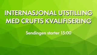 NKK Sandefjord 2024  Internasjonal utstilling med crufts kvalifisering [upl. by Stefanie]