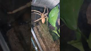 Lichen Huntsman Spider on the hunt yes pun intended enjoy [upl. by Notsuj]