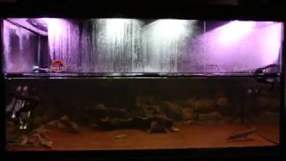 1400L Prehistoric Predator Aquarium Fire Eel Lungfish Gar Bichirs amp Arowana [upl. by Nednyl]