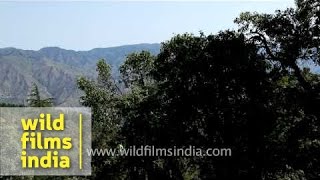 Rich mixed Deodar Oak and Rhododenron forest in the Himalaya [upl. by Dal]