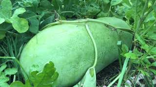 Watermelon Belly Rot Prevention Methods [upl. by Mosira]