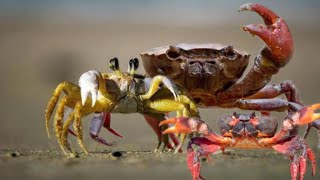 CRAB DOCUMENTARY 🦀 [upl. by Washington]