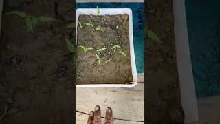 Result day of seeds germination vegetablegardening gardening seeds farming shorts [upl. by Sutniuq645]