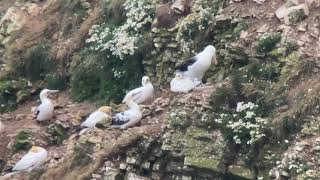 Blackbrowed Albatross at Bempton Cliffs RSPB [upl. by Ruffi492]