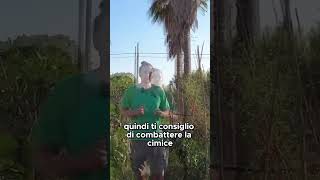 ATTENZIONE ALLE CIMICI  GUARDA IL VIDEO COMPLETO shorts [upl. by Nnylear]