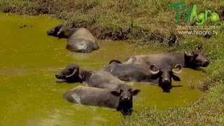 Curiosidades y Características de los Búfalos  TvAgro por Juan Gonzalo Angel [upl. by Roon]