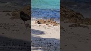 Variable oystercatchers on the beach birds NZendemic wildlife NewZealandBirds oystercatcher [upl. by Enneite]