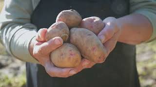 Watering Red Potatoes Preventing Overwatering and Underwatering [upl. by Amihsat]