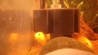 Apistogramma Macmasteri quotgoldquot pair [upl. by Odnarb]