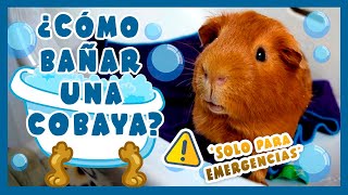 🛀 ¿CÓMO BAÑAR UN COBAYA  CUYO  CUY ANTE UNA EMERGENCIA 🐹 ⚠️¡nunca regular solo excepcional⚠️ [upl. by Affra921]