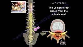 L5 Nerve Root  Everything You Need To Know  Dr Nabil Ebraheim [upl. by Nilcaj]