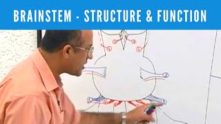 Brainstem  Structure and Function  Neuroanatomy [upl. by Sinnylg]