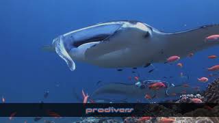 Manta Cleaning Station Lhaviyani Atoll Maldives [upl. by Reinal]