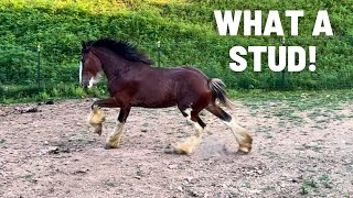 Clydesdale Horse Spa Day  Stallion Gallops Through Pasture [upl. by Rehpoitsirhc282]