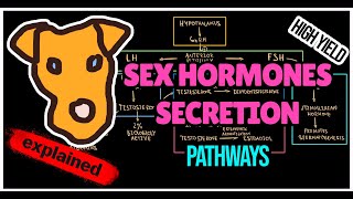 Sex Hormones Secretion Pathway Extrahepatic aromatization Regulation Physiology  Endocrinology [upl. by Westley]