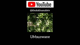 Incazelo ngoMsuzwane  By Kholo Khumalo TV [upl. by Scherman336]