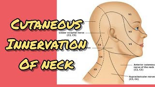 Cutaneous innervation of neck [upl. by Gertrudis]