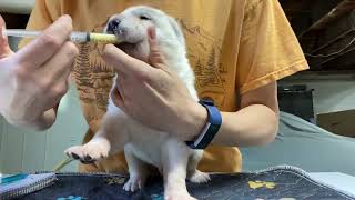 Alabai Puppies second DEWORMING 🫰🪱🥴 [upl. by Appleby942]