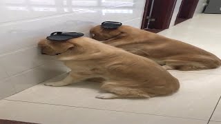 Golden Retrievers Ashamed And Guilty After Chewing Slipper [upl. by Fabrianne]