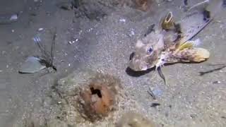 Gurnard Fish Walks Along Victoria Seabed [upl. by Ignacius]