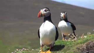 quotFeriaquot des Macareux Fair Isle Ecosse quotFeria quot Puffins [upl. by Seuqirdor]