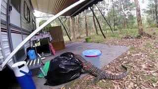 Funny Goanna Lizard [upl. by Satsok122]