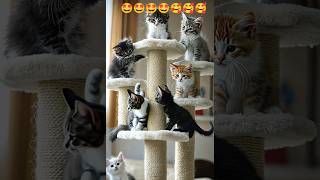 Kittens Climbing a Cat Tree 🤩❤️❤️❤️❤️❤️ cat musiccat catbreed love catsinger catscatscats c [upl. by Nalyorf]