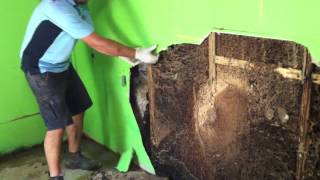 Forensic Pest Management Services discovers a massive termite nest in a wall cavity [upl. by Hotze]